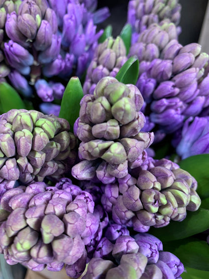 Our pick of the Hyacinths