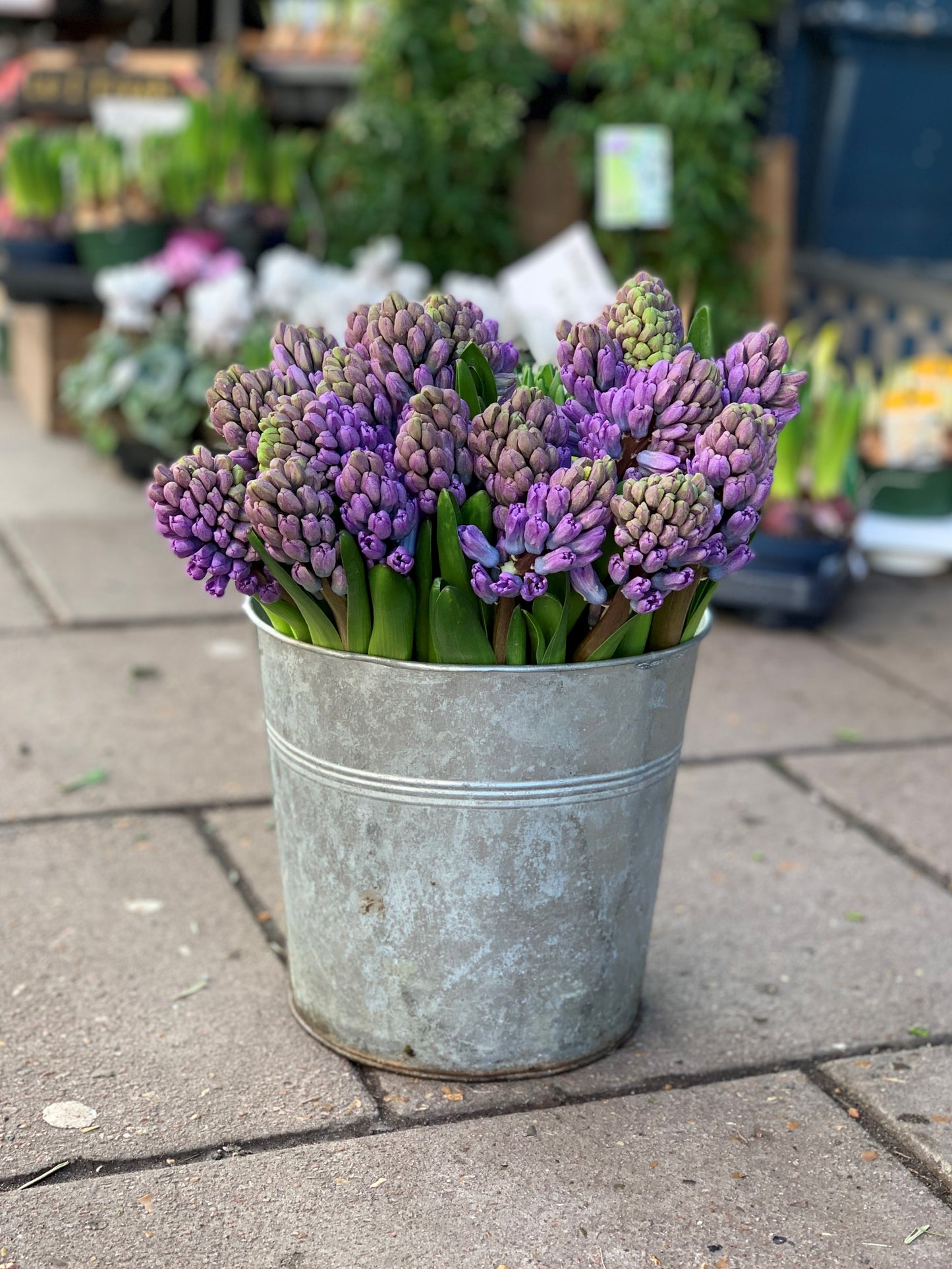 Our pick of the Hyacinths