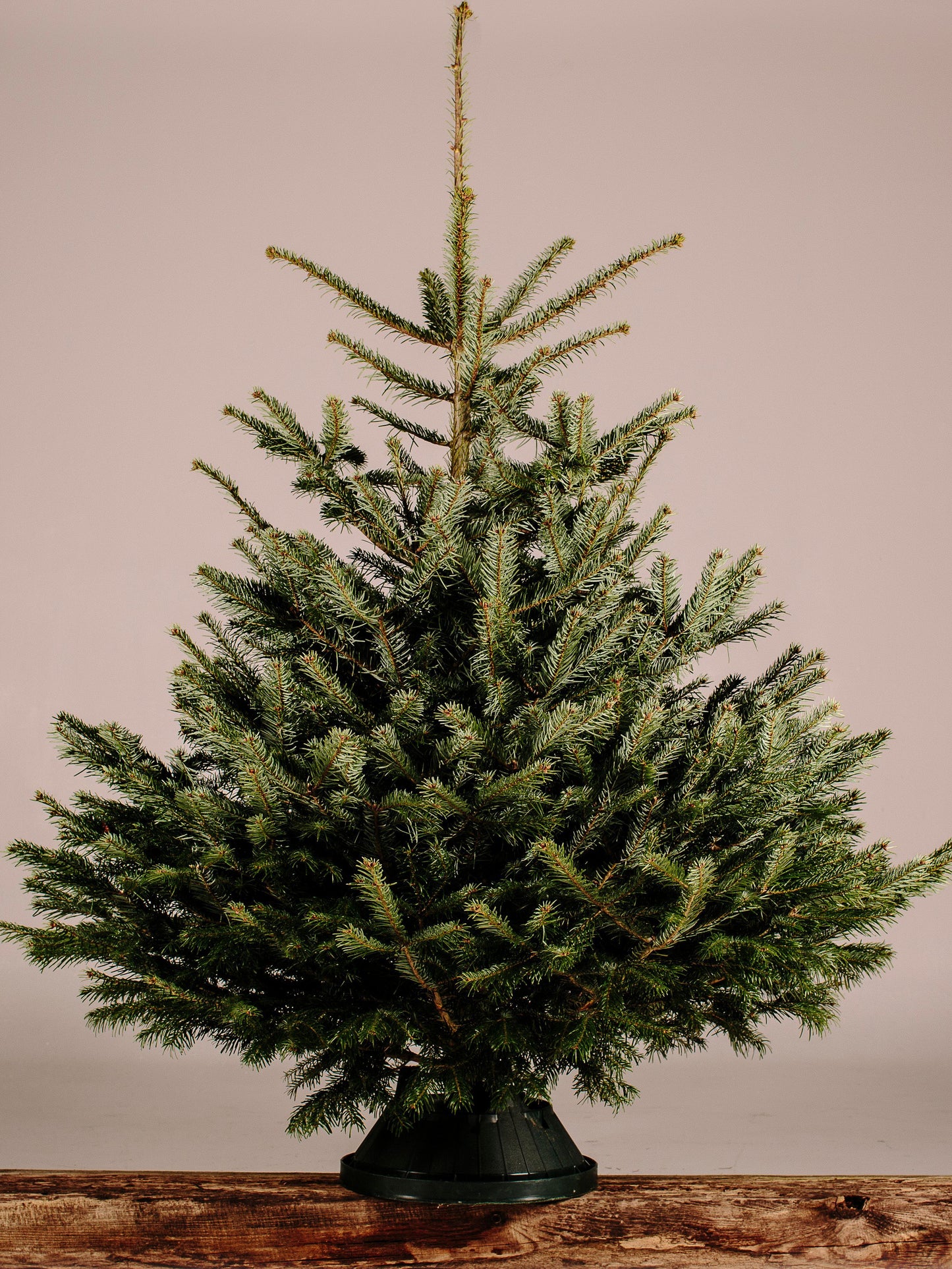 Premium Quality Nordmann Fir Christmas Tree