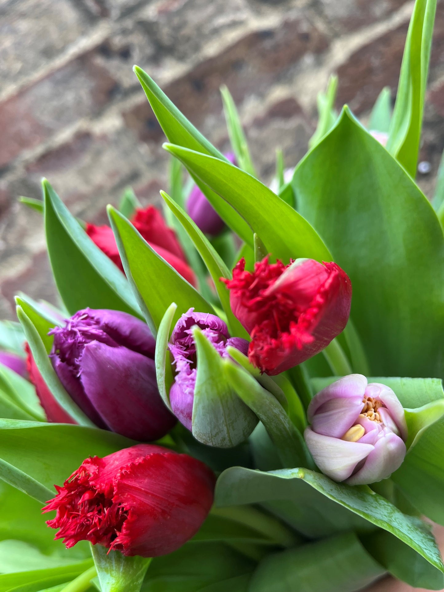 Our pick of the specialty Tulips