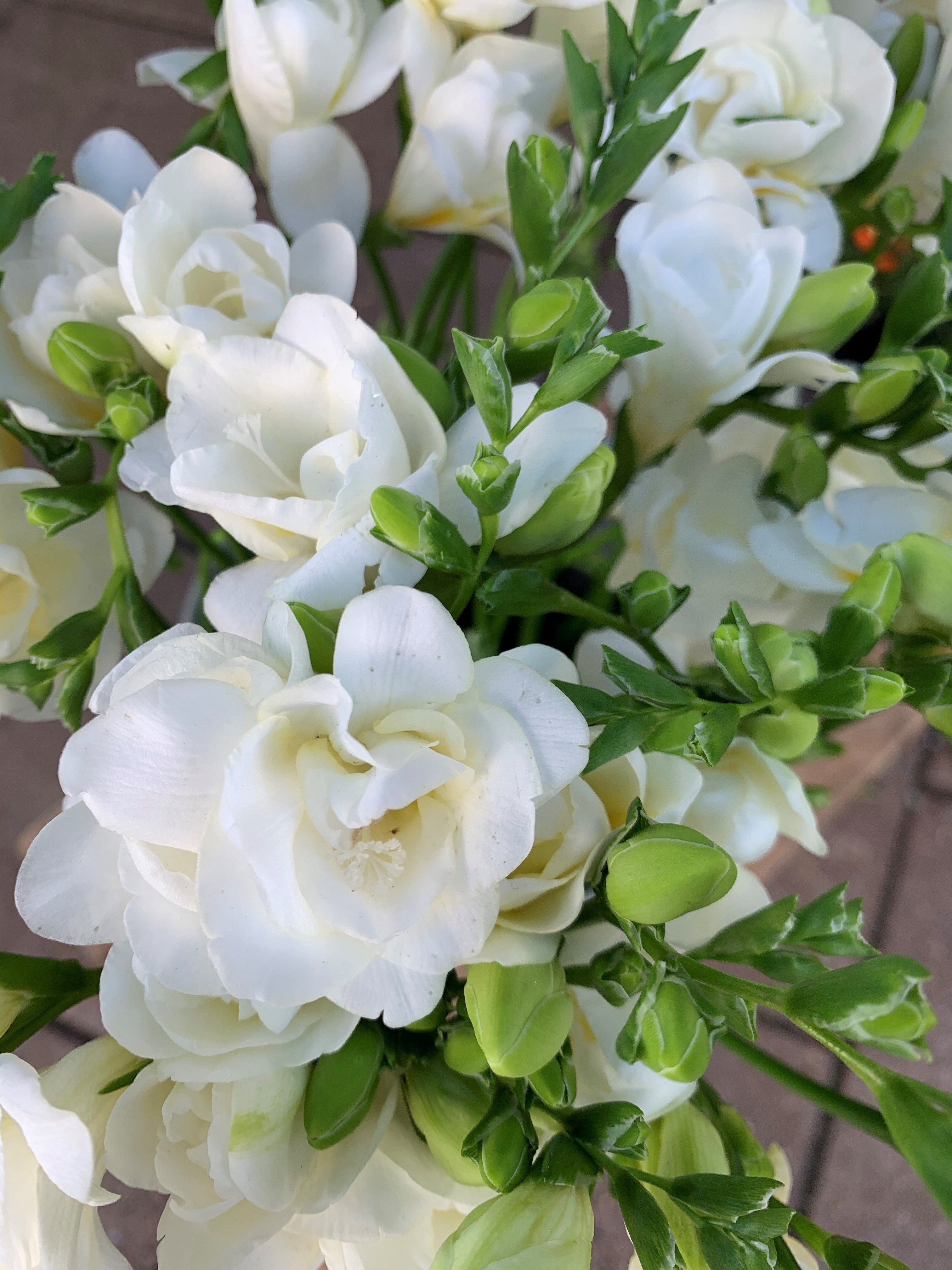 White freesia deals