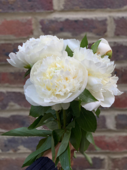 Our pick of the peonies