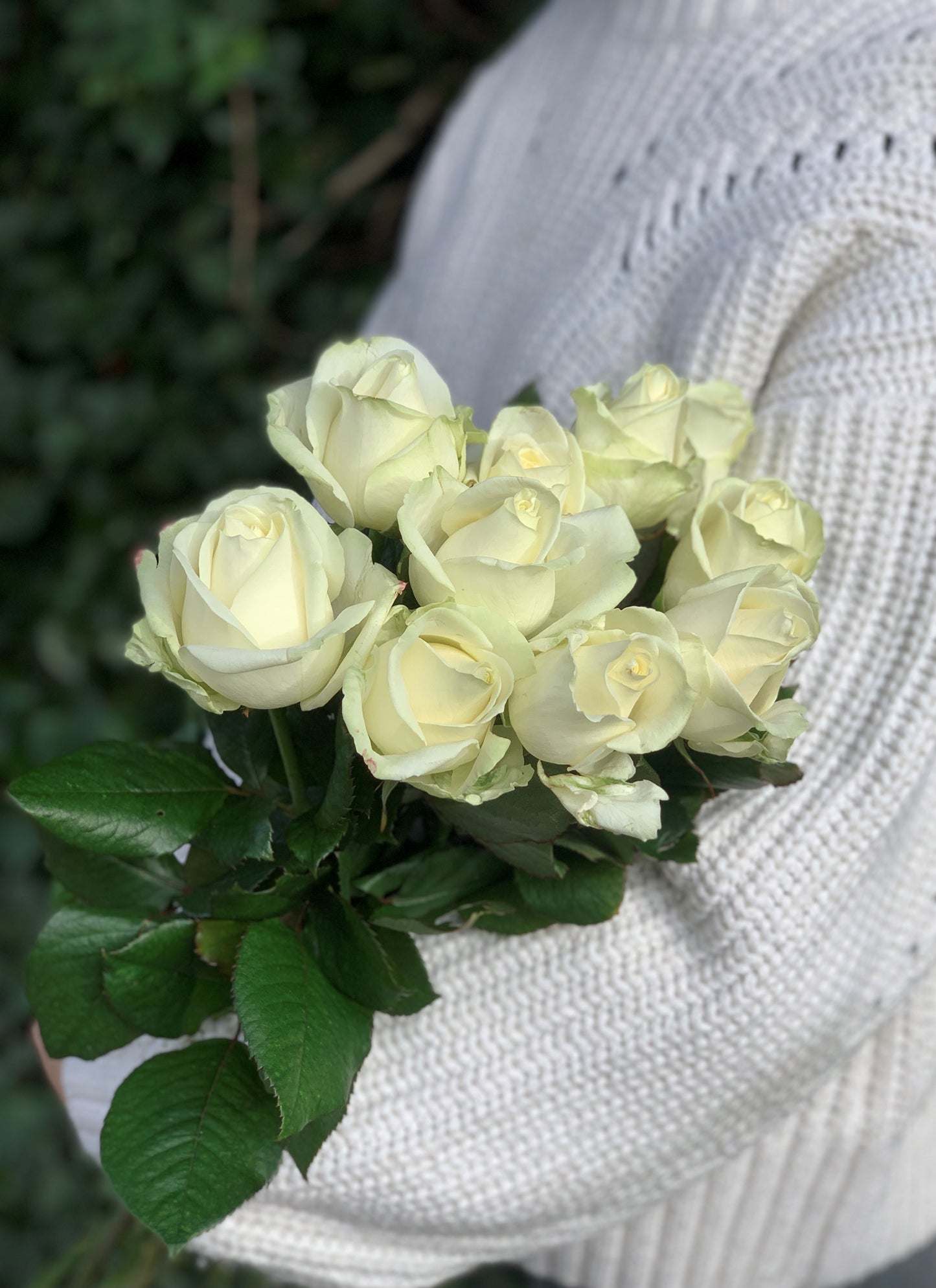 Winter White Roses
